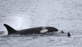 orca with friends