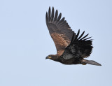 juvenile bald eagle
