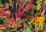 Frenzy