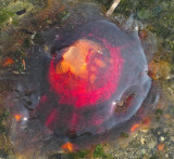 Jelly #3