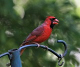 Cardinal Calling