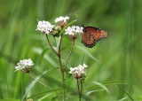 Milkweed and Monarch Butterfly