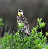 Meadowlark