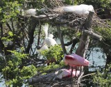 Roseate Spoonbills-Mating Pair