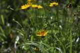 Large Flower Tickseed