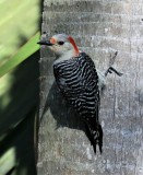 Red-bellied Woodpecker