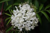 Elderberry Flowers