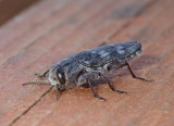 MetalicWoodborer18.jpg