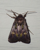 BristlyCutwormMoth6.JPG