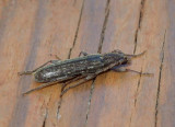 OakTwigPruner3.jpg