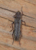OakTwigPruner5.jpg