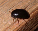 HisterBeetle1.jpg