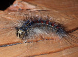 GypsyMothCaterpillar3.jpg