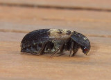 LarderBeetle3.jpg