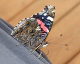 RedAdmiral59.jpg