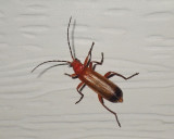 WharfBorer1.jpg