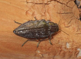 MetalicWoodboringBeetle23.jpg