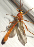 Ants Bees & Wasps
