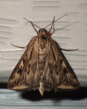 AlfalfaWebworm5.jpg