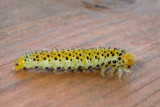 RoseSawflyLarvae1.jpg