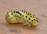 RoseSawflyLarvae4.jpg