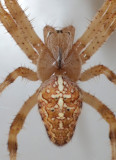 Spiders
