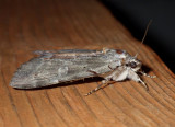 Underwing Moths