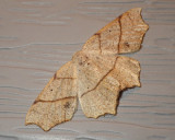 Geometer Moths