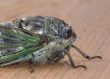 Misc. Bugs