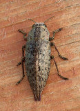 FlatheadedHardwoodBorer1.jpg