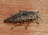 FlatheadedHardwoodBorer2.jpg