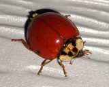 Lady Beetles