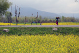 Farmer at Mustard Field  - Kashmir