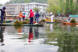 Cleaning the  Dal Lake