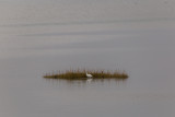 Kleine zilverreiger