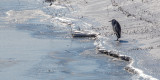 Blauwe reiger