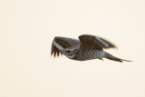 Common Nighthawk