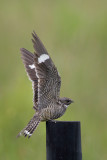 Common Nighthawk