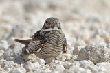 Common Nighthawk