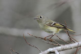 Ruby-crowned Kinglet