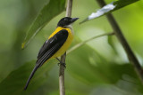 White-throated Shrike Tanager