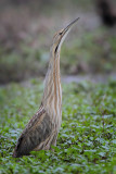 American Bittern