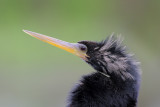 Anhinga