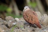 Ruddy Ground Dove