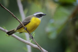 Social Flycatcher