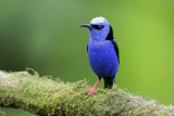 Red-legged Honeycreeper