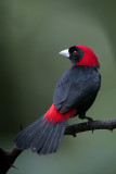 Crimson-collared Tanager
