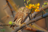 Ferruginous Pygmy-Owl