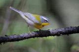 Crescent-chested Warbler