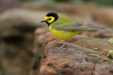 Hooded Warbler